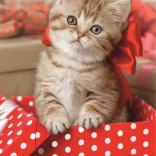 Puzzle TREFL petit chaton mignon 54 pièces