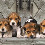 Puzzle panoramique compact 1000 pièces beagle