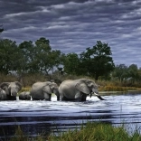 puzzle panoramique Troupeau d’éléphants Botswana 2000 pièces