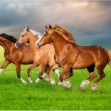 Puzzle 500 pièces – Chevaux courant au printemps