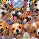 Puzzle Educa Selfie de Chiots 1000 pièces