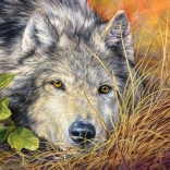 Puzzle Castorland Pure Soul 500 pièces