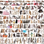 Puzzle EUROGRAPHICS Monde des chats – 2000 pièces