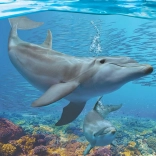 Eurographics Puzzle Dauphins XL 250 pièces