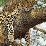 Puzzle Léopard 1000 pièces