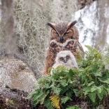 Puzzle COBBLE HILL Grand-duc d’Amérique 1000 pièces