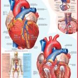 EUROGRAPHICS Puzzle cœur humain 1000 pièces