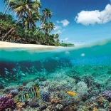 Puzzle Paradis estival 1000 pièces de Clementoni