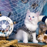 Puzzle Capitaine chaton 1000 pièces