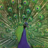 Puzzle RAVENSBURGER paon majestueux 500 pièces