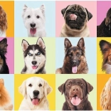 Puzzle 60 pièces – adorables chiots TREFL